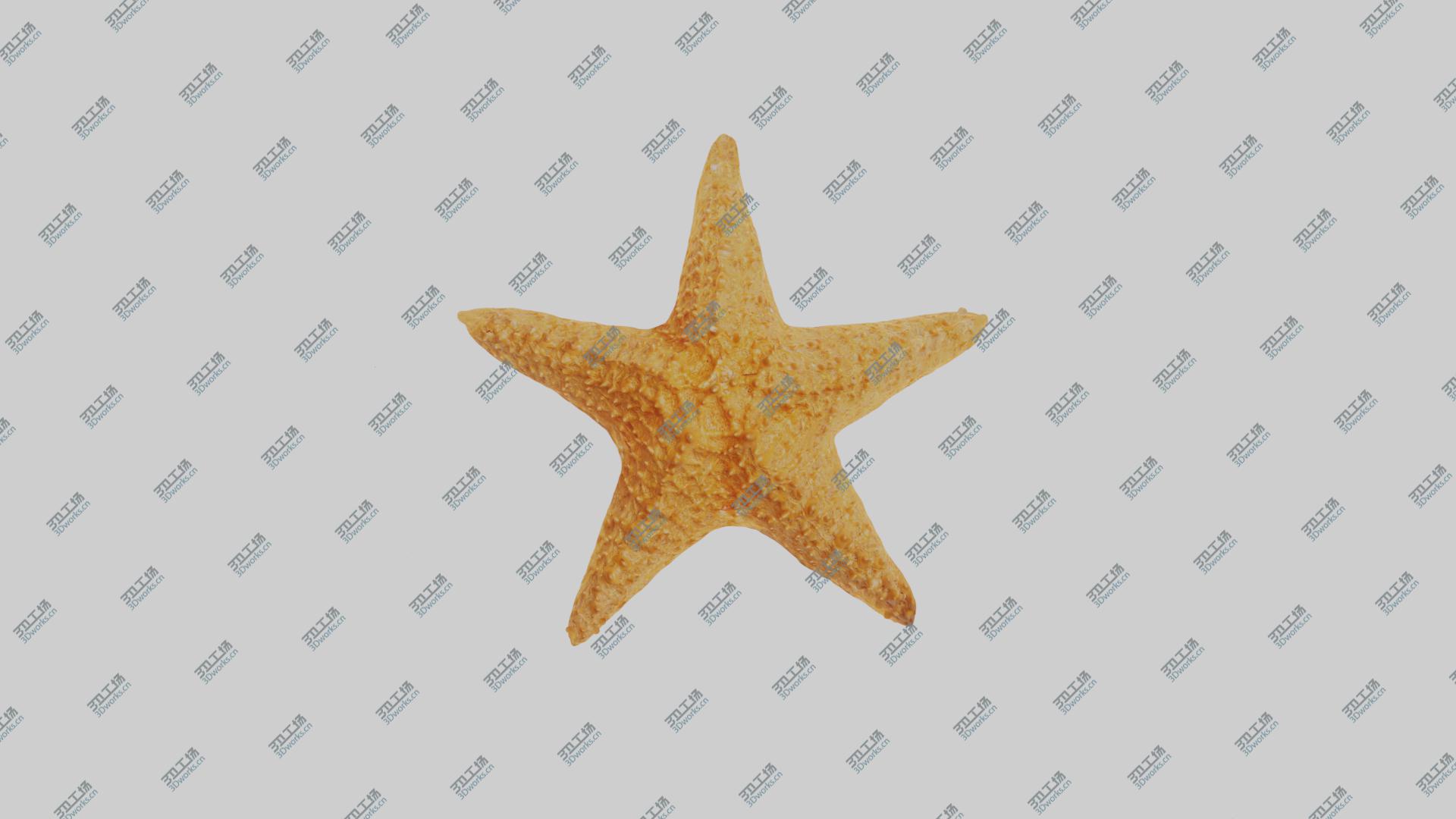 images/goods_img/2021040161/Star Fish 3D model/3.jpg